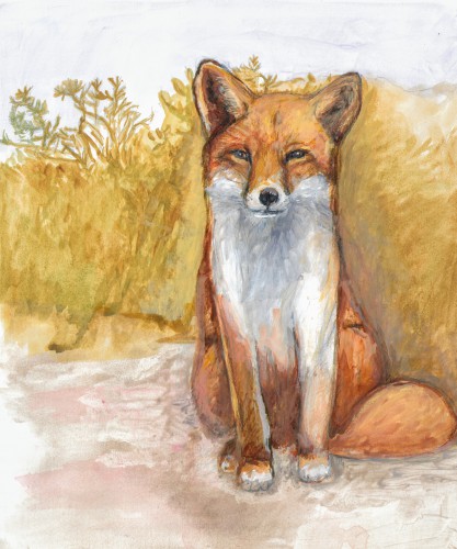 Vos duin © Tanja Koelemij