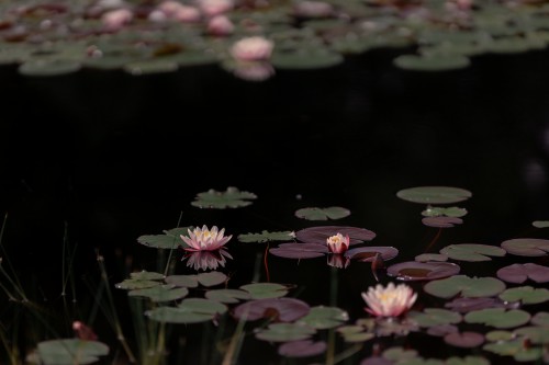 Waterlelies (horizontaal) © Mayra Fotografie