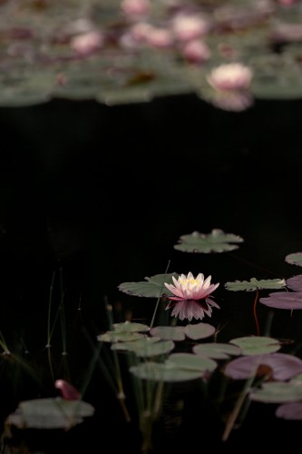 Waterlelies (verticaal) © Mayra Fotografie