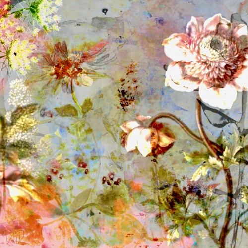 Wild rose © RAR Kramer