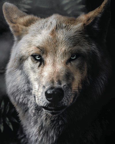 Wolf © Zenja Gammer