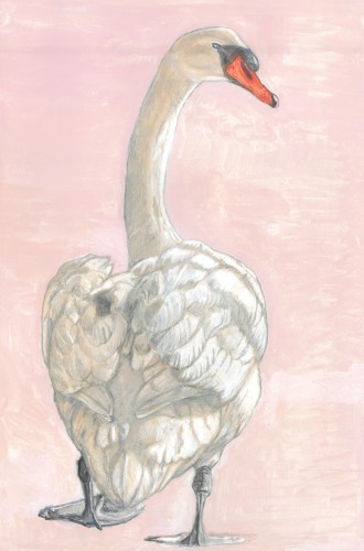 Zwaan © Tanja Koelemij