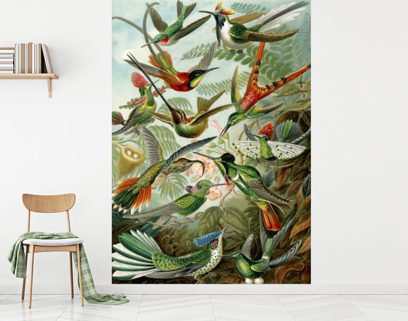 Hummingbirds trochilidae - Ernst Haeckel