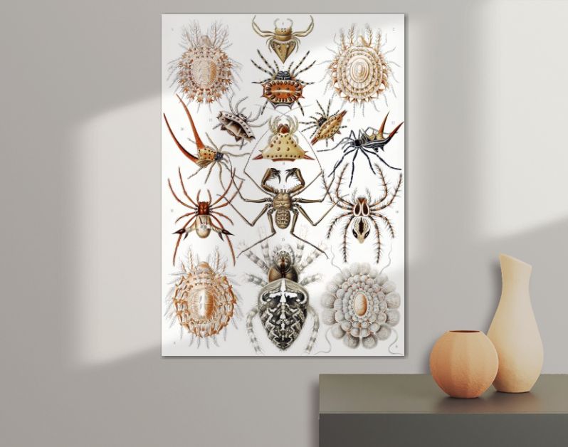 Arachnida–Spinnentiere