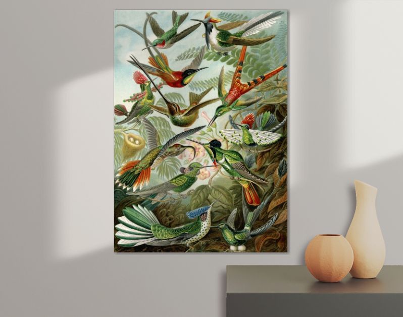 Hummingbirds trochilidae - Ernst Haeckel