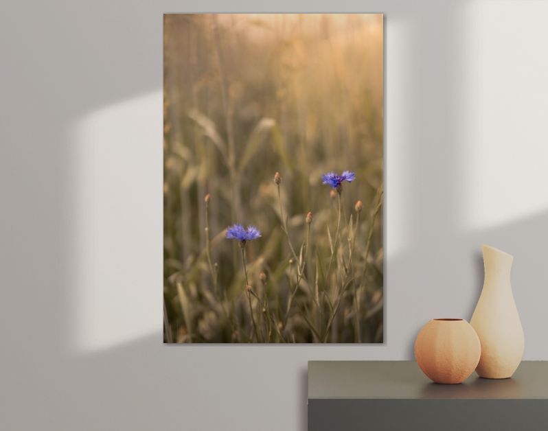 Korenbloemen in een zonnig graanveld