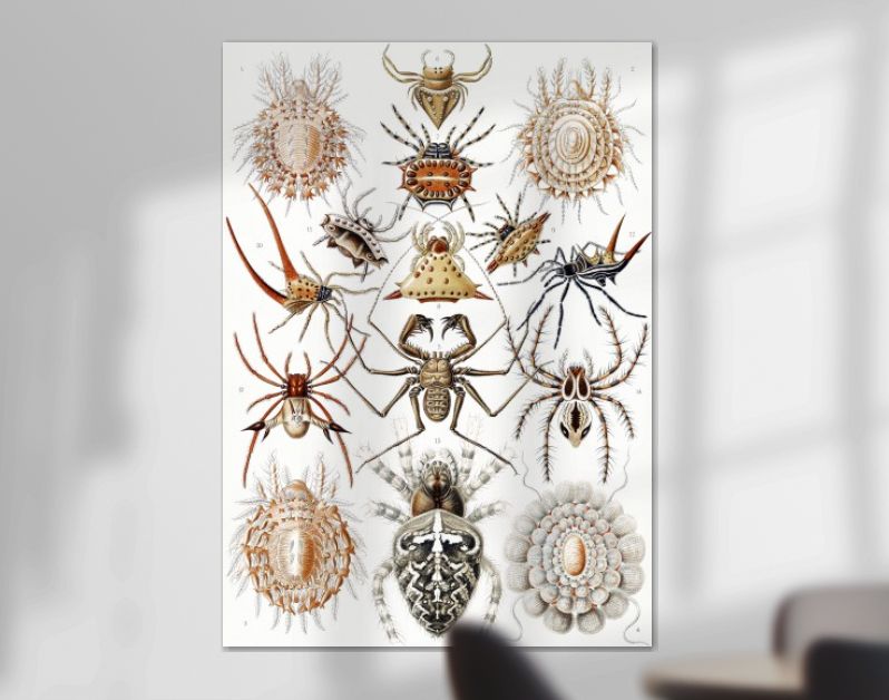 Arachnida–Spinnentiere