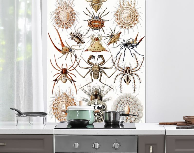 Arachnida–Spinnentiere