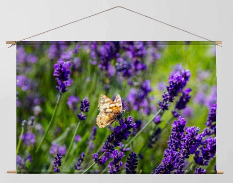 Lavender flowers, Closeup view of a butterfly on a lavender blossom in spring