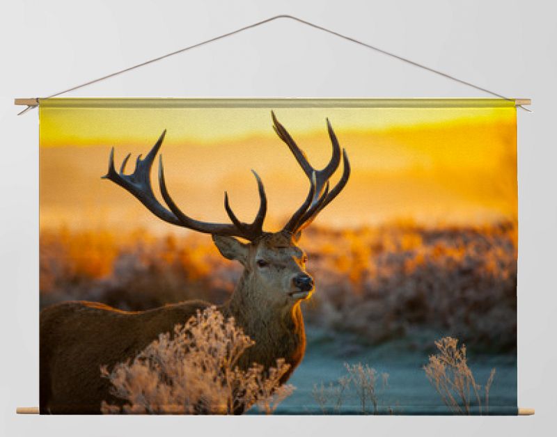 Edelhert in de ochtendzon