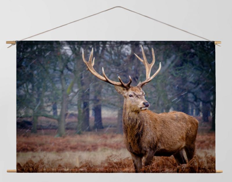 Edelhert hert in een sneeuwvlaag