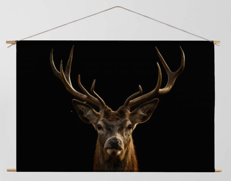 Edelhertenportret met zwarte achtergrond..