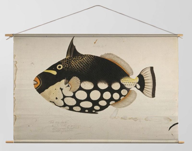 Black Fish
