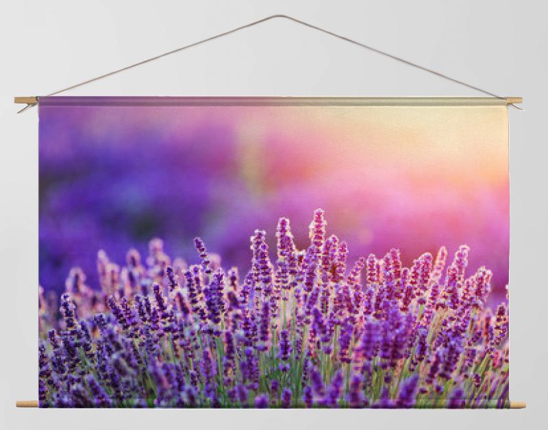 Levender flowers on the field at sunset.