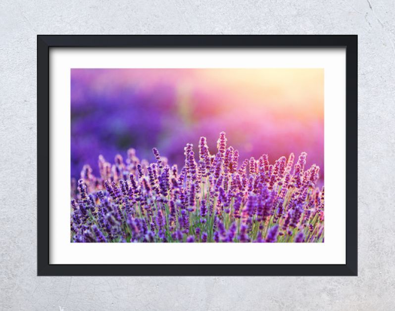 Levender flowers on the field at sunset.