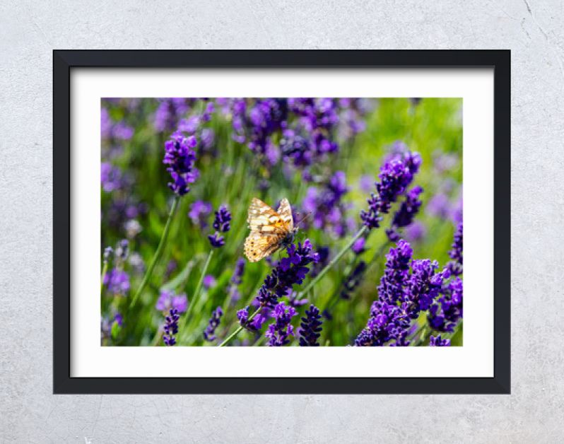 Lavender flowers, Closeup view of a butterfly on a lavender blossom in spring