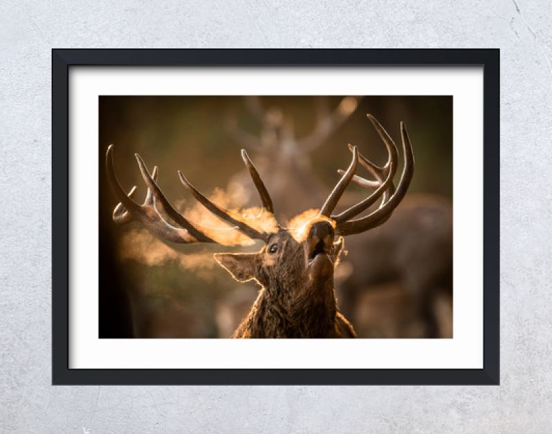 Hertenplaat in het bos