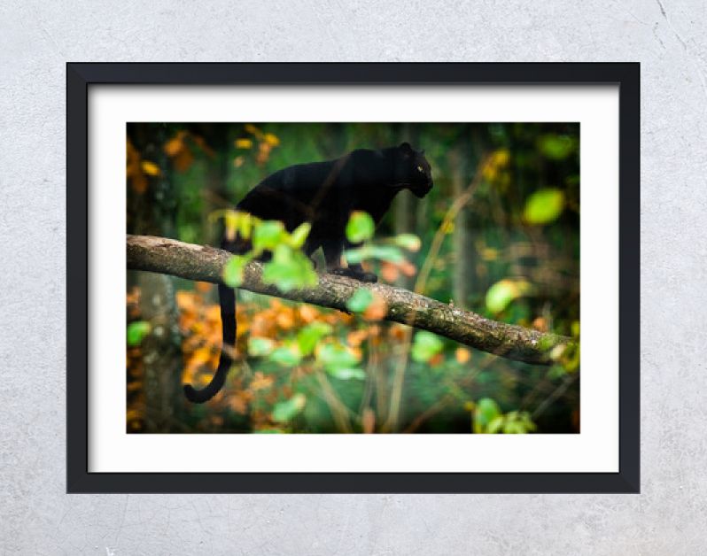 Zwarte panter op de boom in de jungle