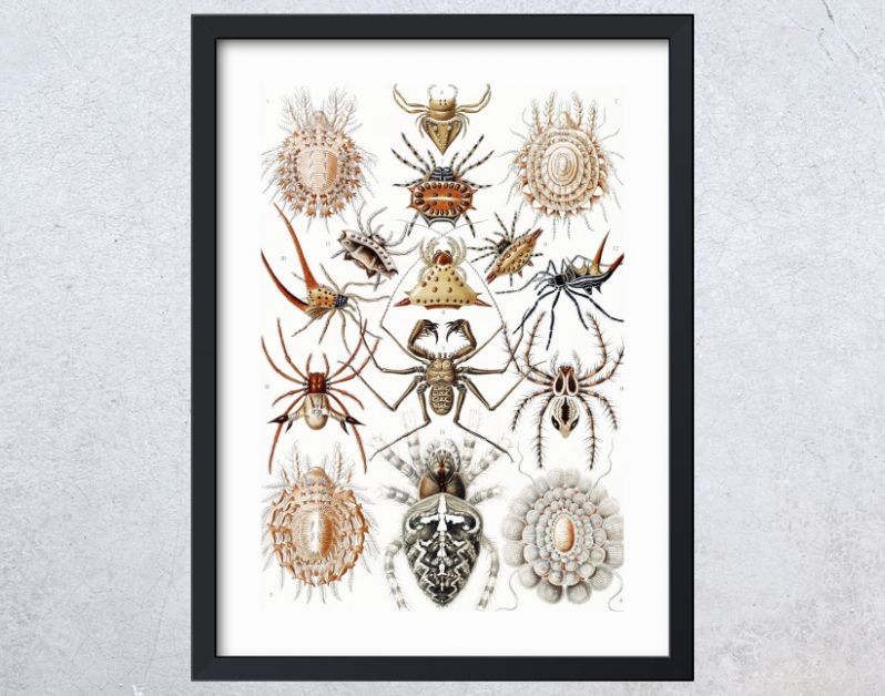 Arachnida–Spinnentiere