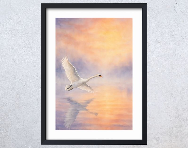 Witte zwaan in vlucht boven water bij zonsopkomst