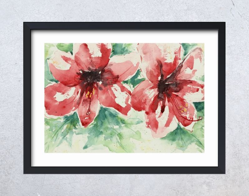 Grote rode amaryllis bloemen