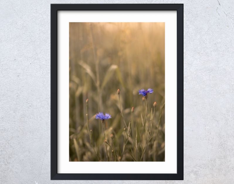 Korenbloemen in een zonnig graanveld