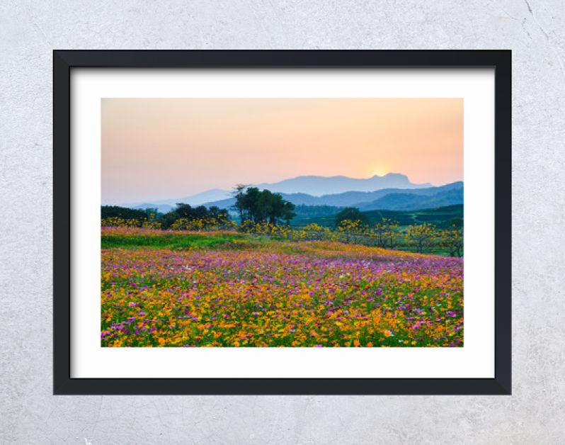 Colorful cosmos flower blooming on hill