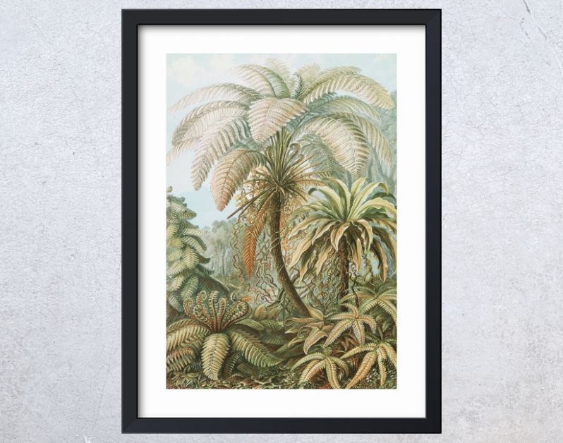 Filicinae–Laubfarne