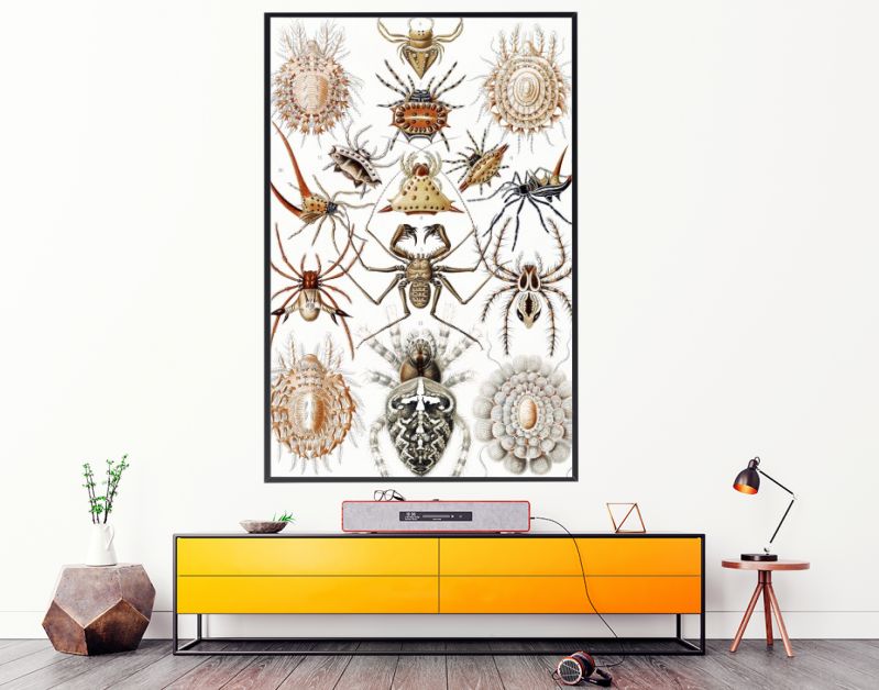 Arachnida–Spinnentiere