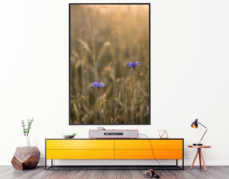 Korenbloemen in een zonnig graanveld