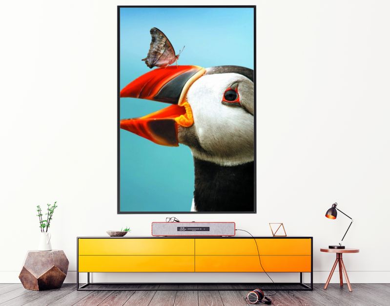 Atlantic Puffin Butterfly