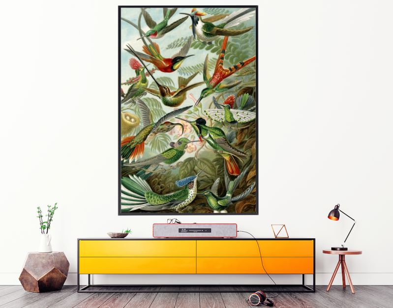 Hummingbirds trochilidae - Ernst Haeckel