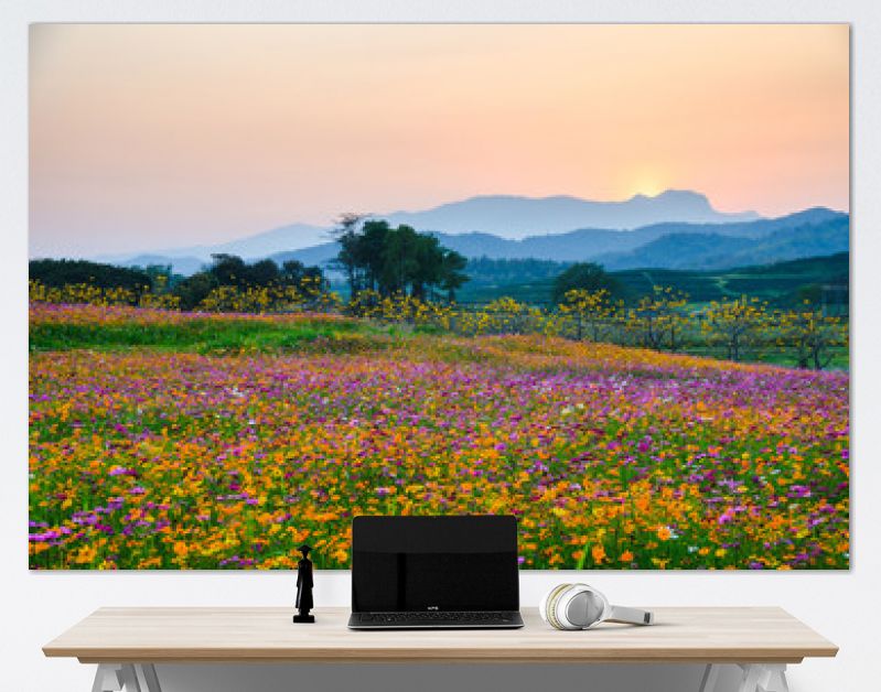 Colorful cosmos flower blooming on hill