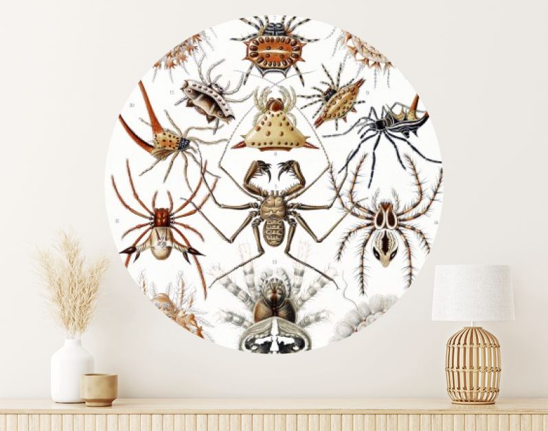 Arachnida–Spinnentiere