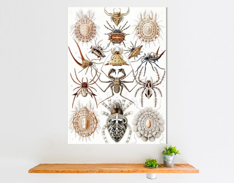 Arachnida–Spinnentiere