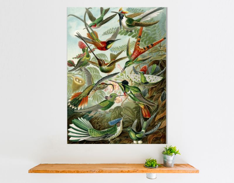 Hummingbirds trochilidae - Ernst Haeckel