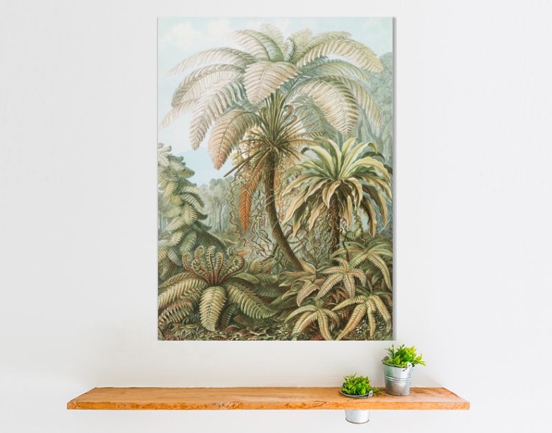 Filicinae–Laubfarne