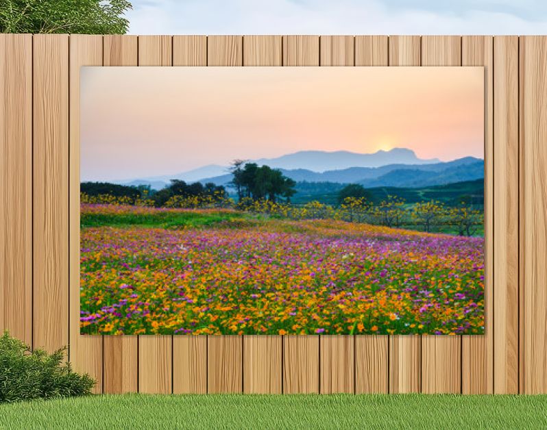 Colorful cosmos flower blooming on hill