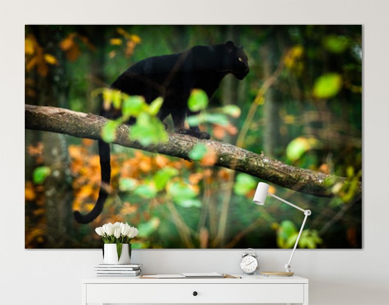 Zwarte panter op de boom in de jungle