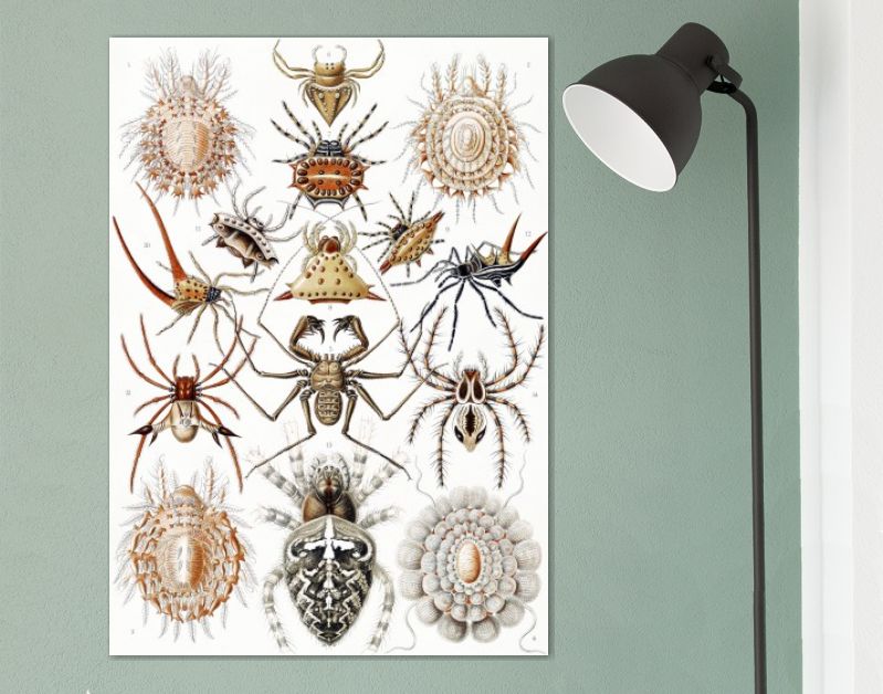 Arachnida–Spinnentiere