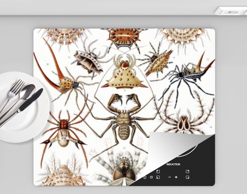 Arachnida–Spinnentiere