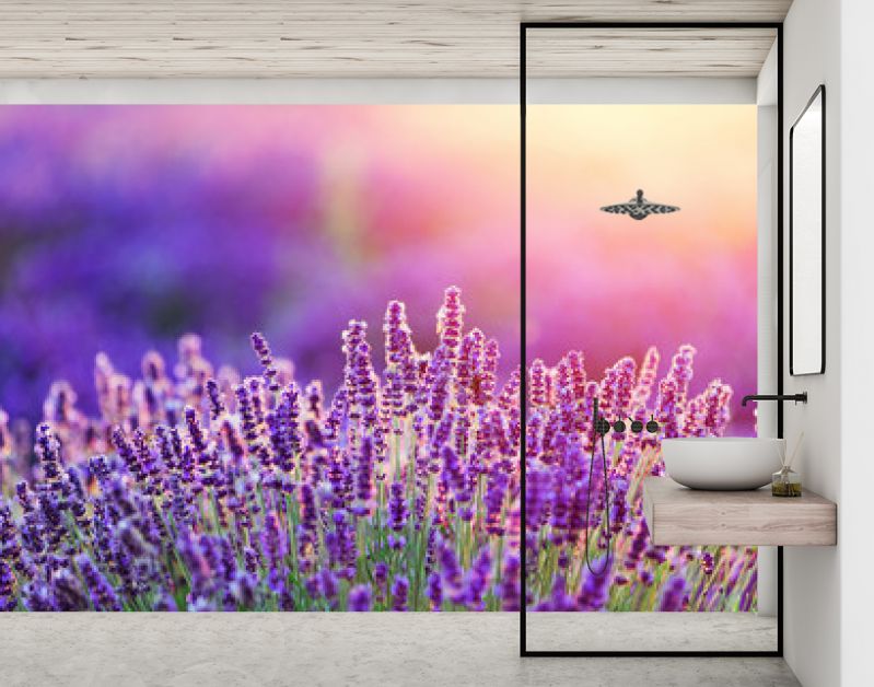 Levender flowers on the field at sunset.