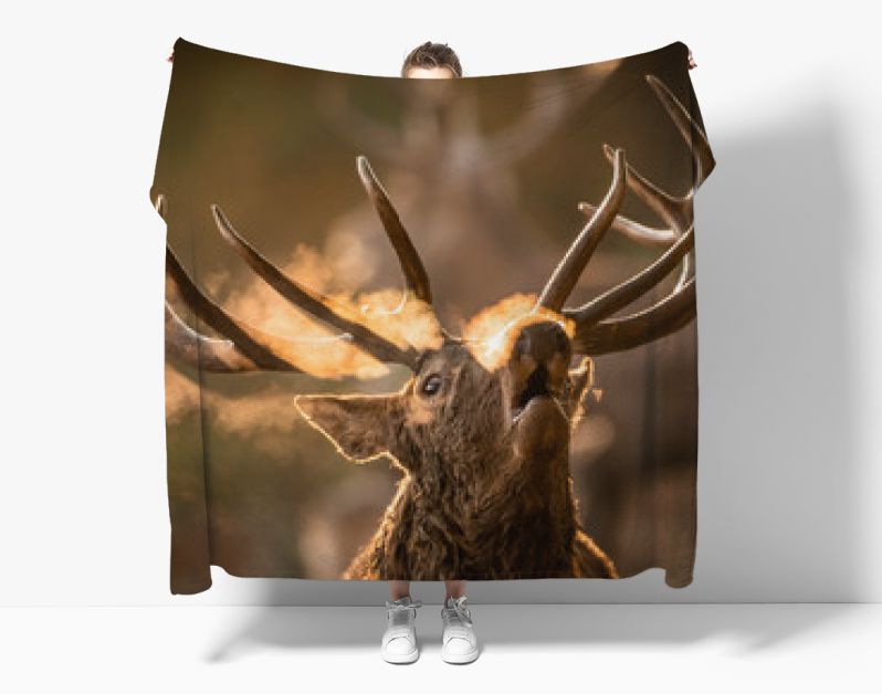 Hertenplaat in het bos