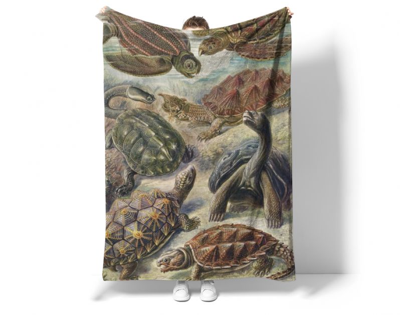 Chelonia–Schildkröten