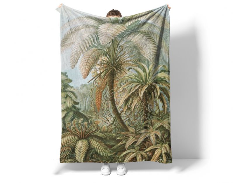 Filicinae–Laubfarne